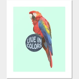 Parrot Live in colors Posters and Art